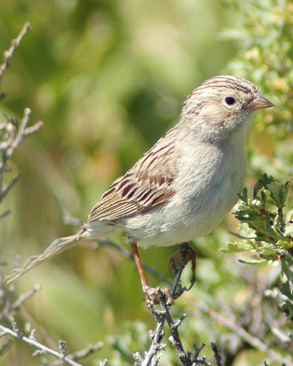 Brewer's Sparrow Photo by David Hollie