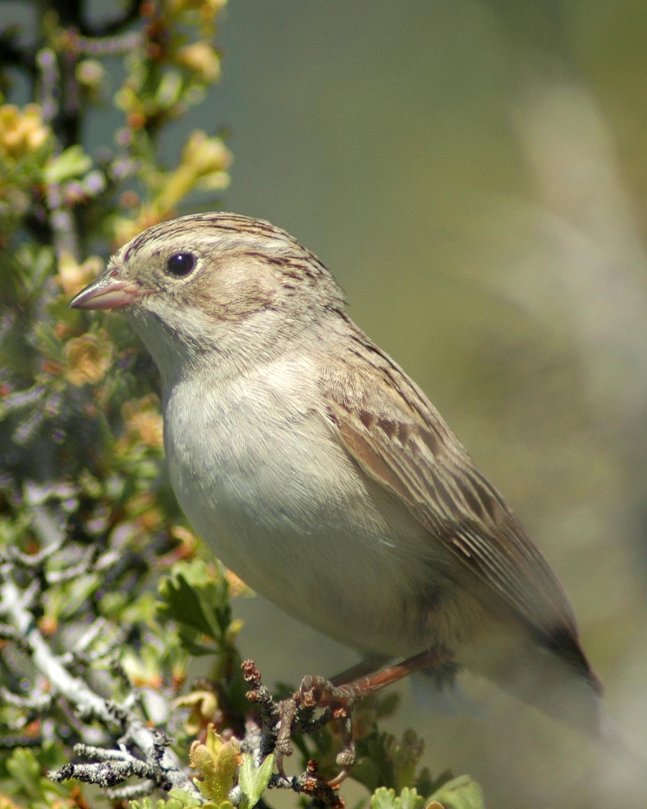 Brewer's Sparrow Photo by David Hollie