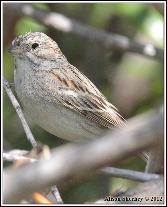 Brewer's Sparrow Photo by Alison Sheehey
