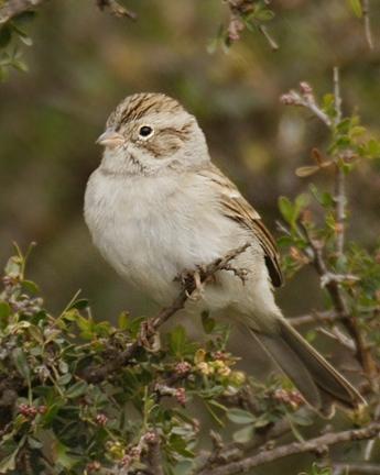 Brewer's Sparrow Photo by Rene Valdes