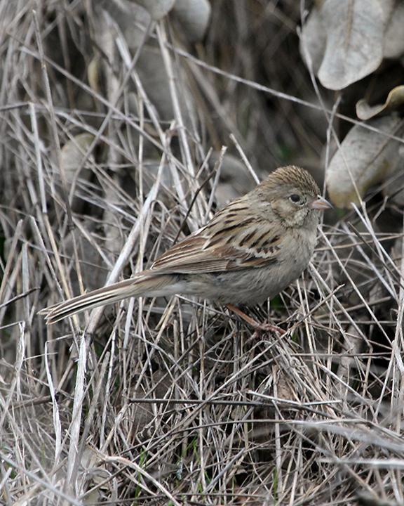 Brewer's Sparrow Photo by Ron Storey