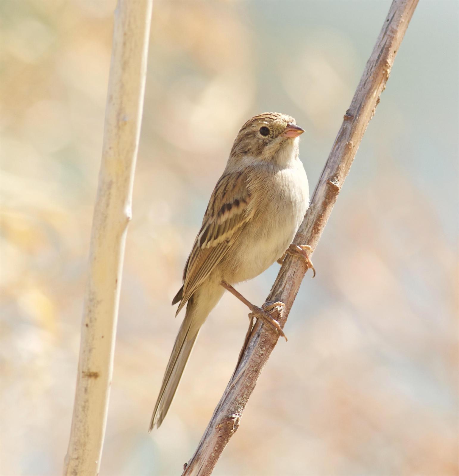 Brewer's Sparrow Photo by Kathryn Keith