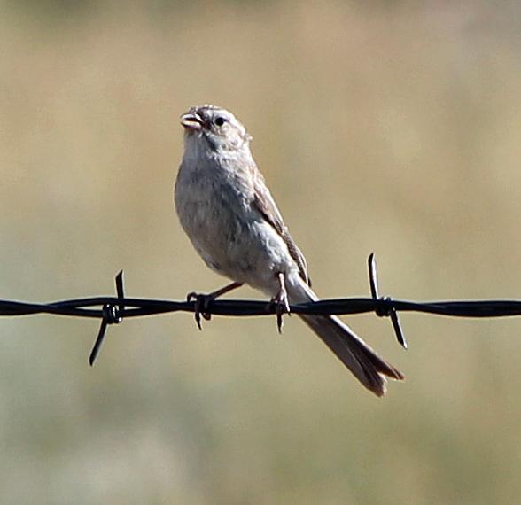 Brewer's Sparrow Photo by Tom Gannon