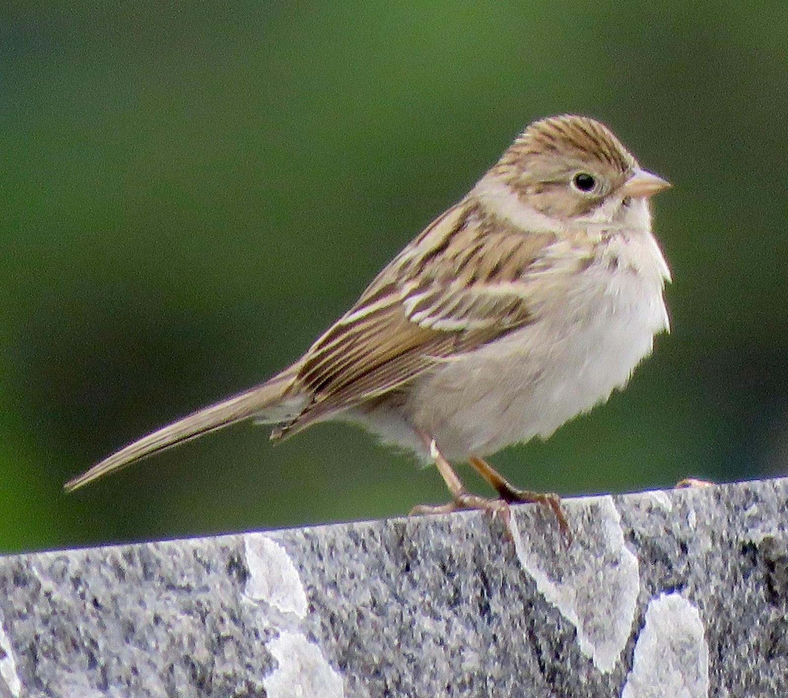 Brewer's Sparrow (Timberline) Photo by Don Glasco