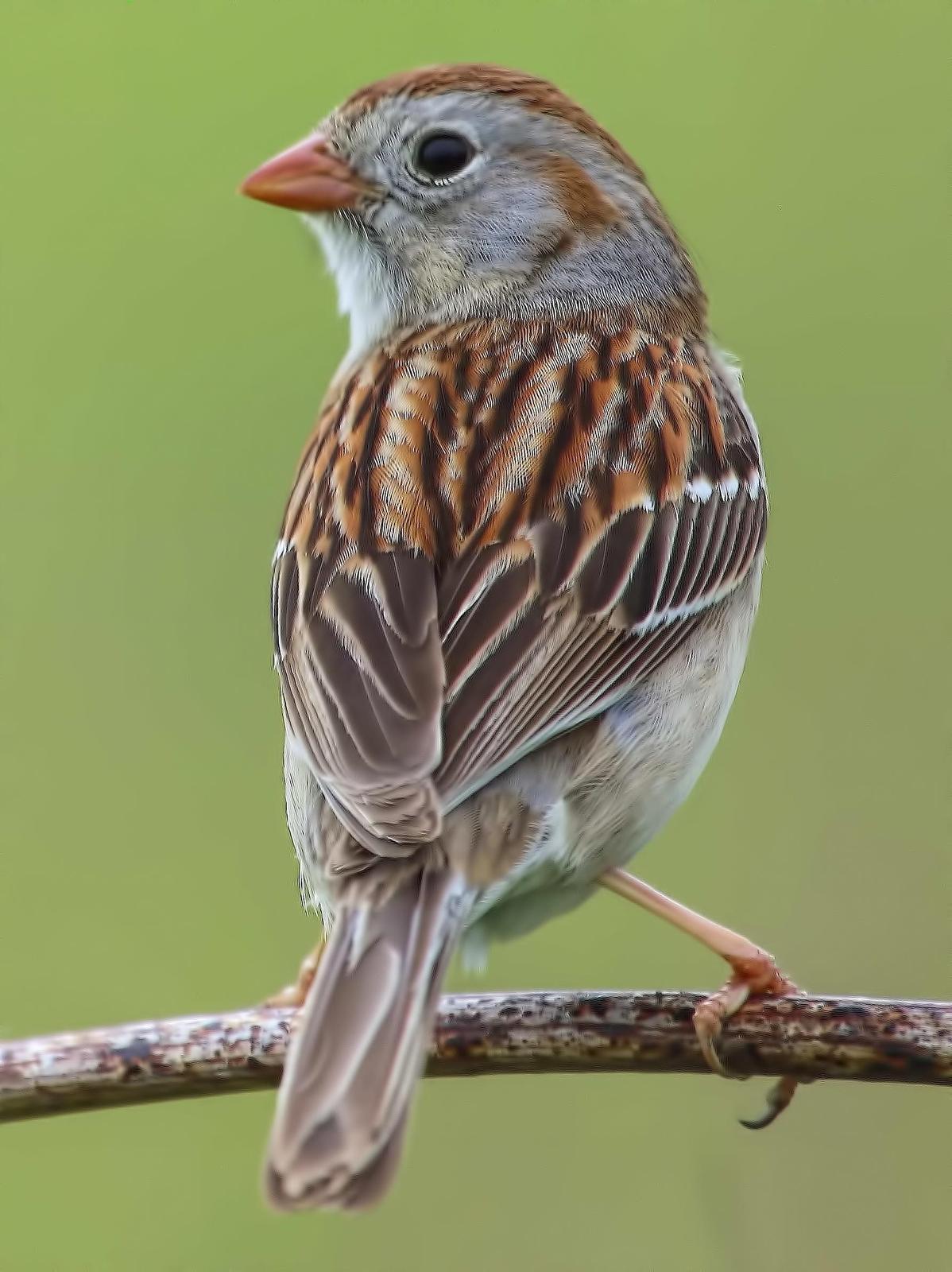 Field Sparrow Photo by Dan Tallman