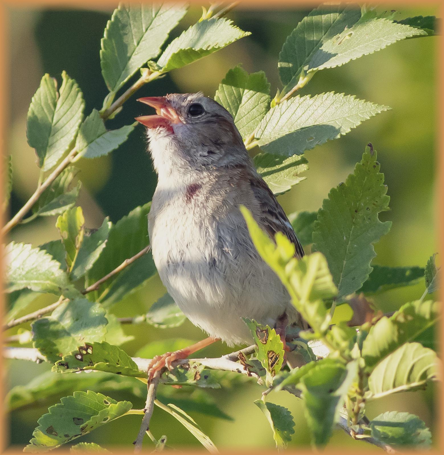 Field Sparrow Photo by Tom Gannon