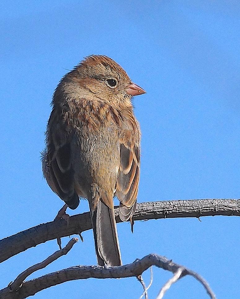 Field Sparrow Photo by Gerald Hoekstra