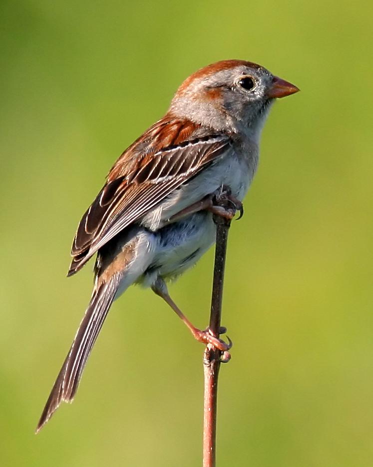 Field Sparrow Photo by Jeremy Kleinberg
