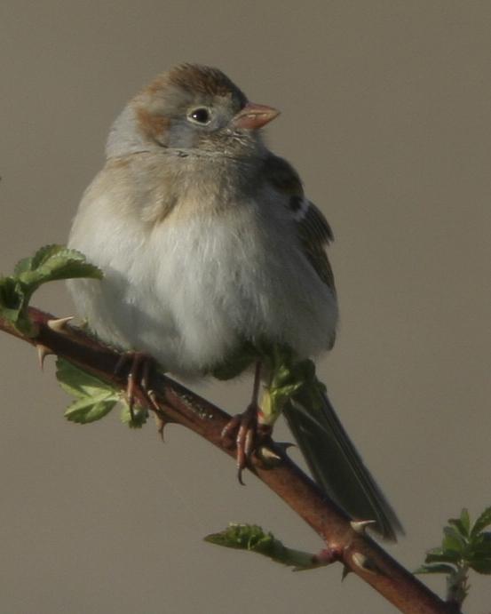 Field Sparrow Photo by Jeff Moore
