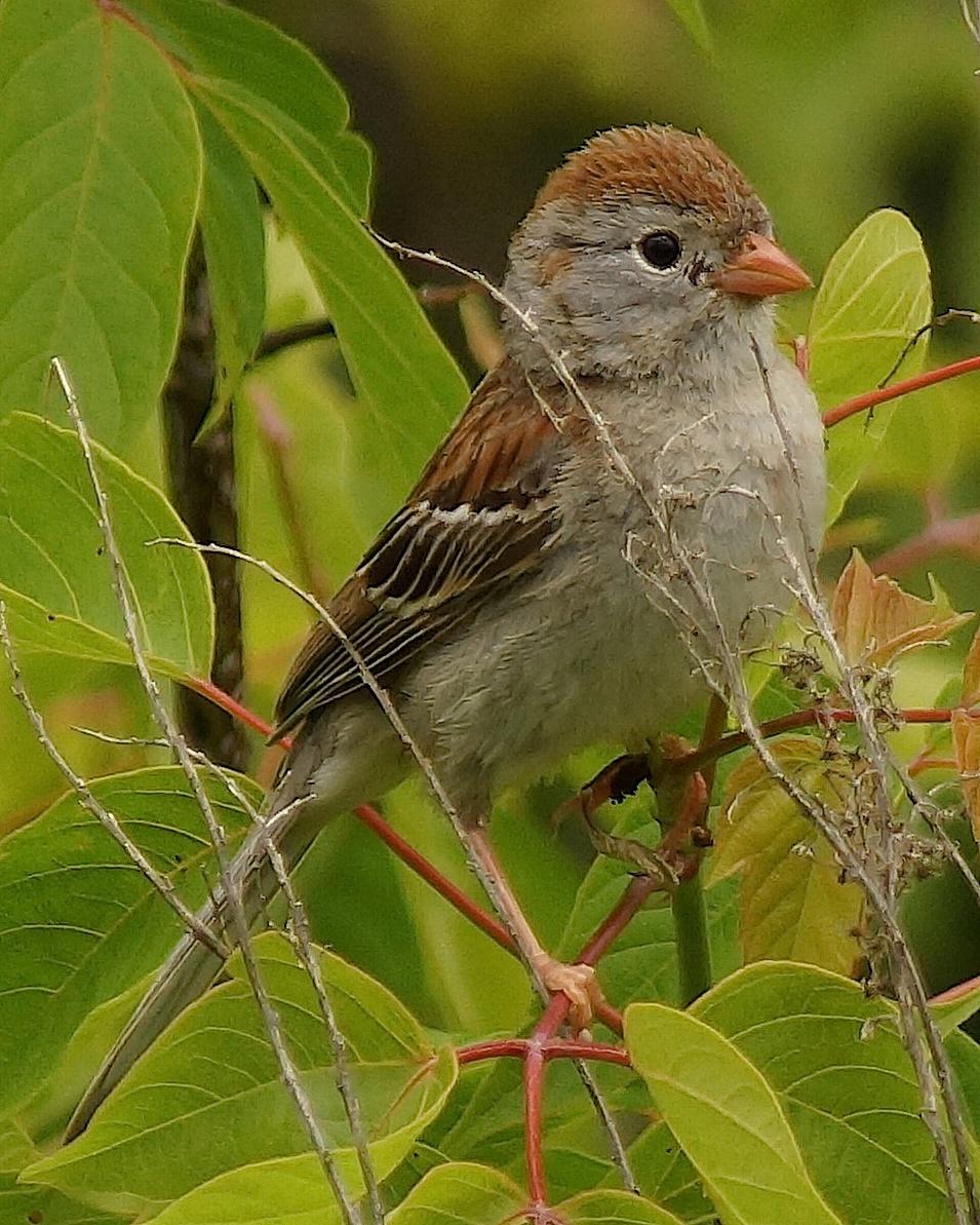 Field Sparrow Photo by Gerald Hoekstra