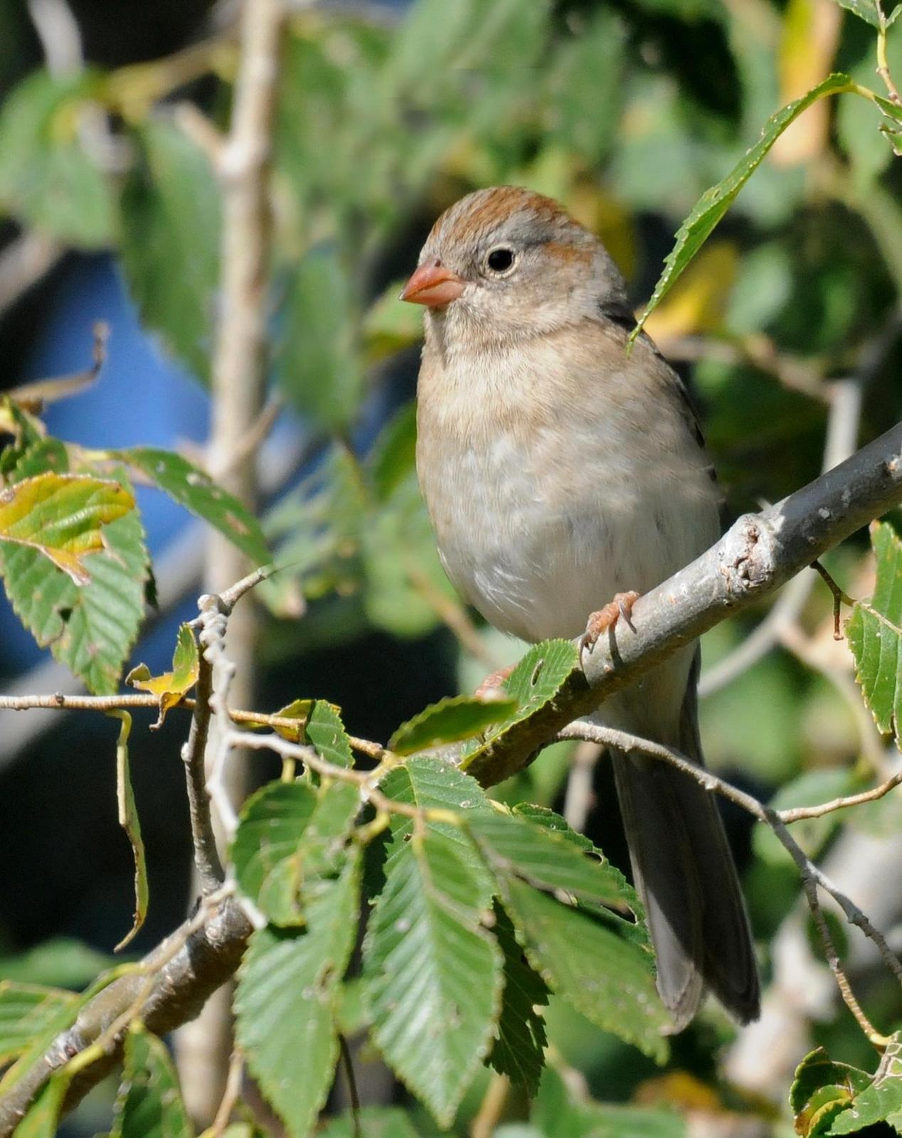 Field Sparrow Photo by Steven Mlodinow