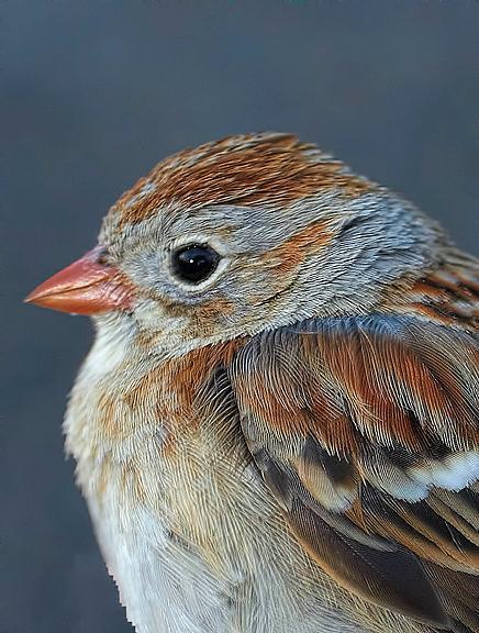 Field Sparrow Photo by Dan Tallman