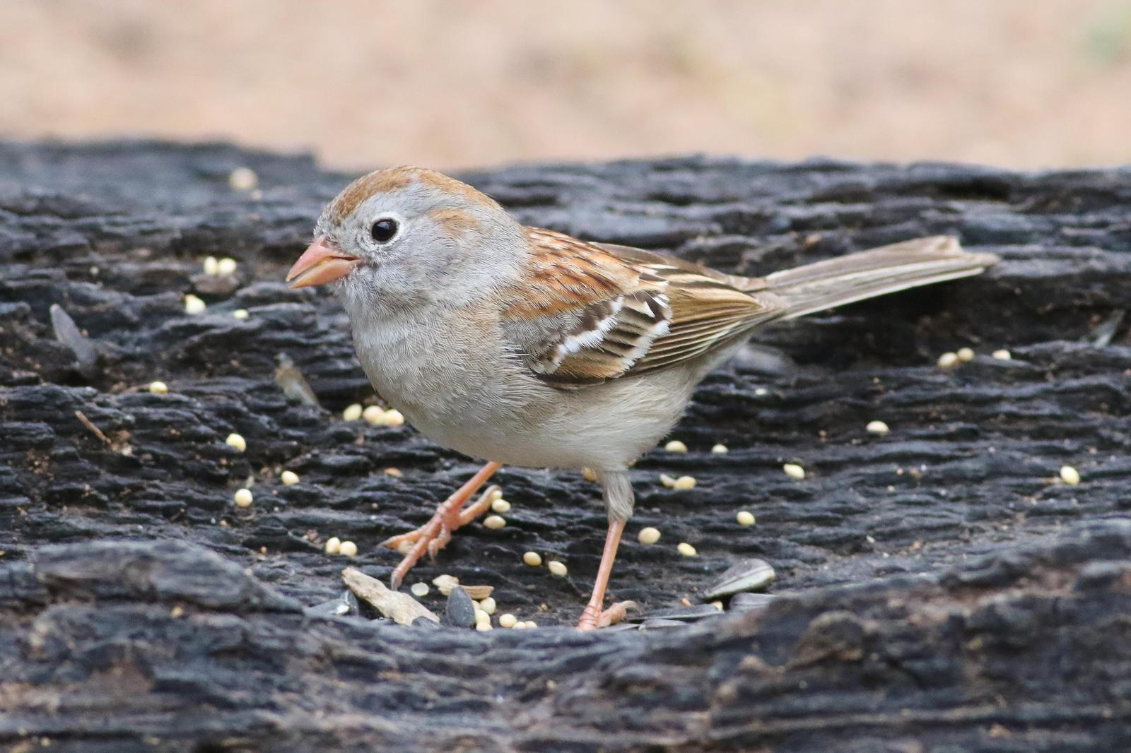 Field Sparrow Photo by Tom Ford-Hutchinson