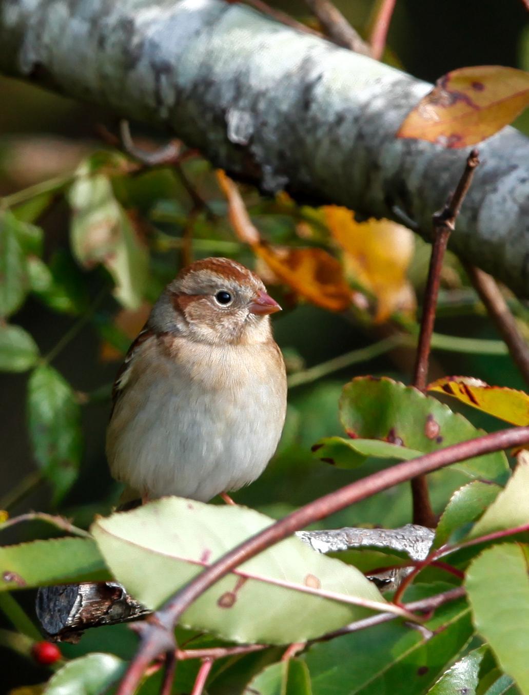 Field Sparrow Photo by Lucy Wightman