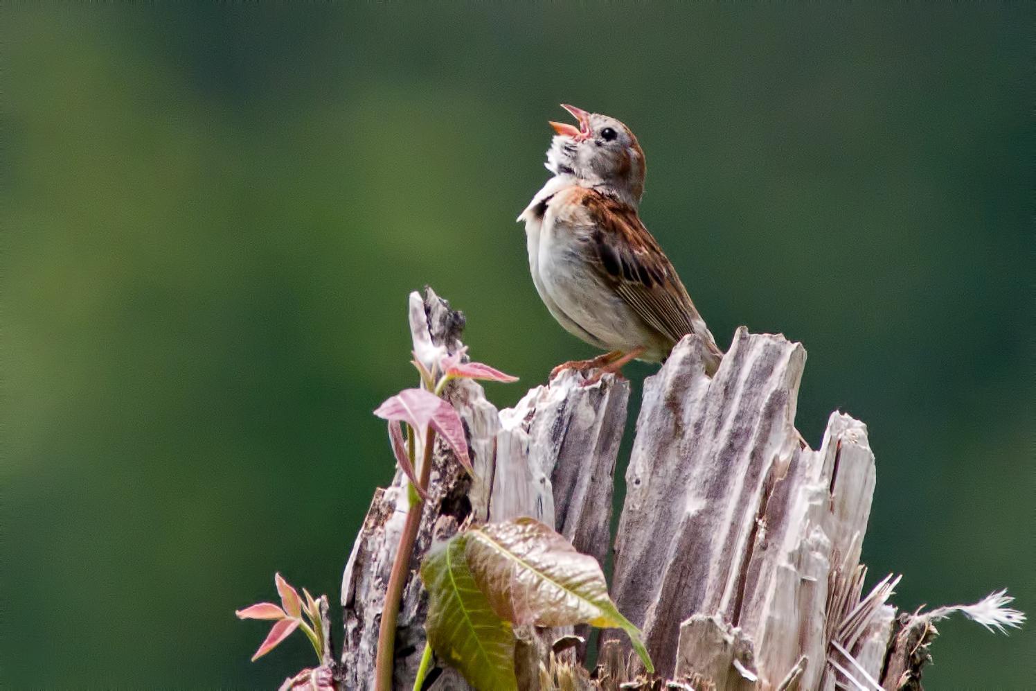 Field Sparrow Photo by Rob Dickerson