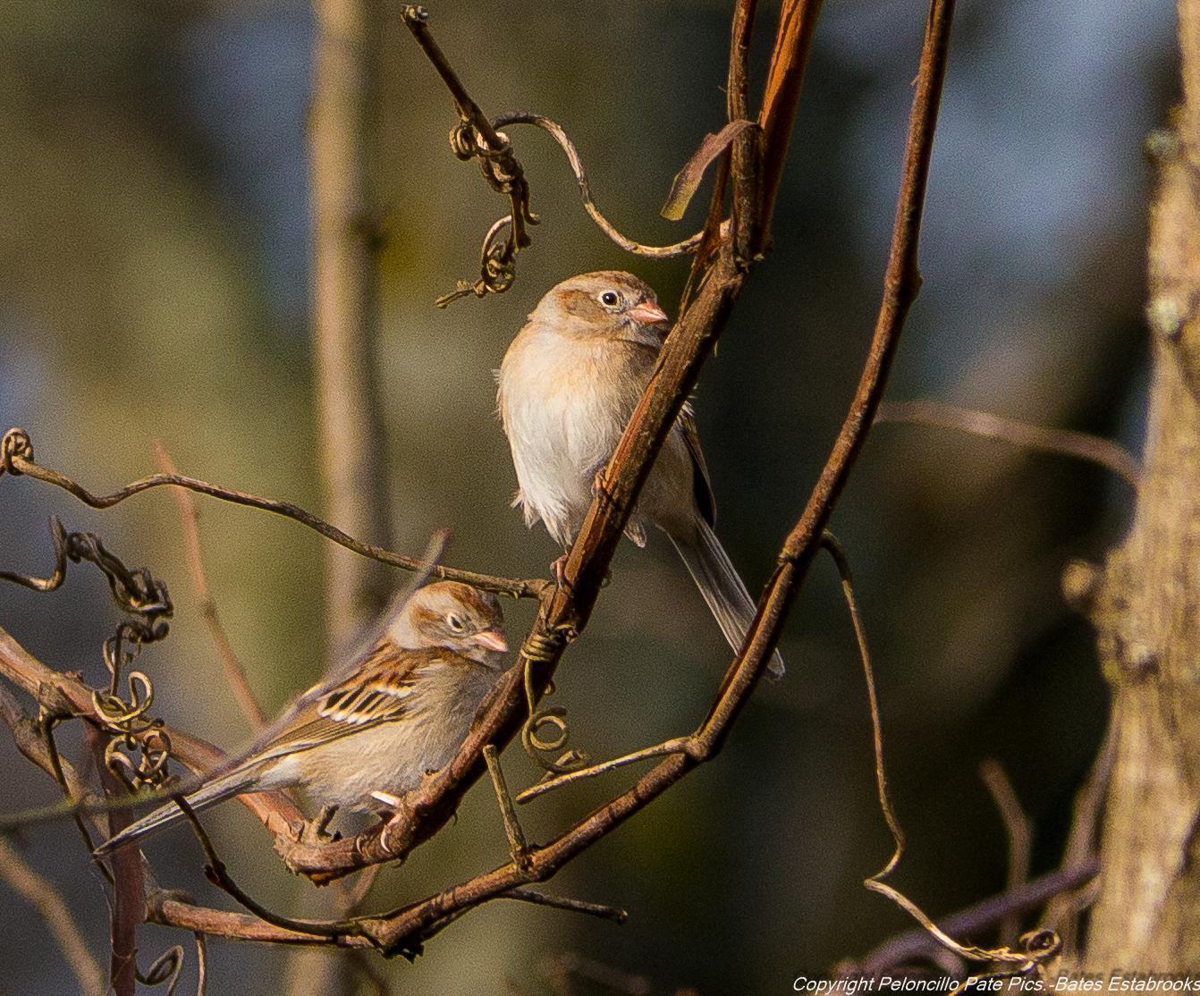 Field Sparrow Photo by Bates Estabrooks
