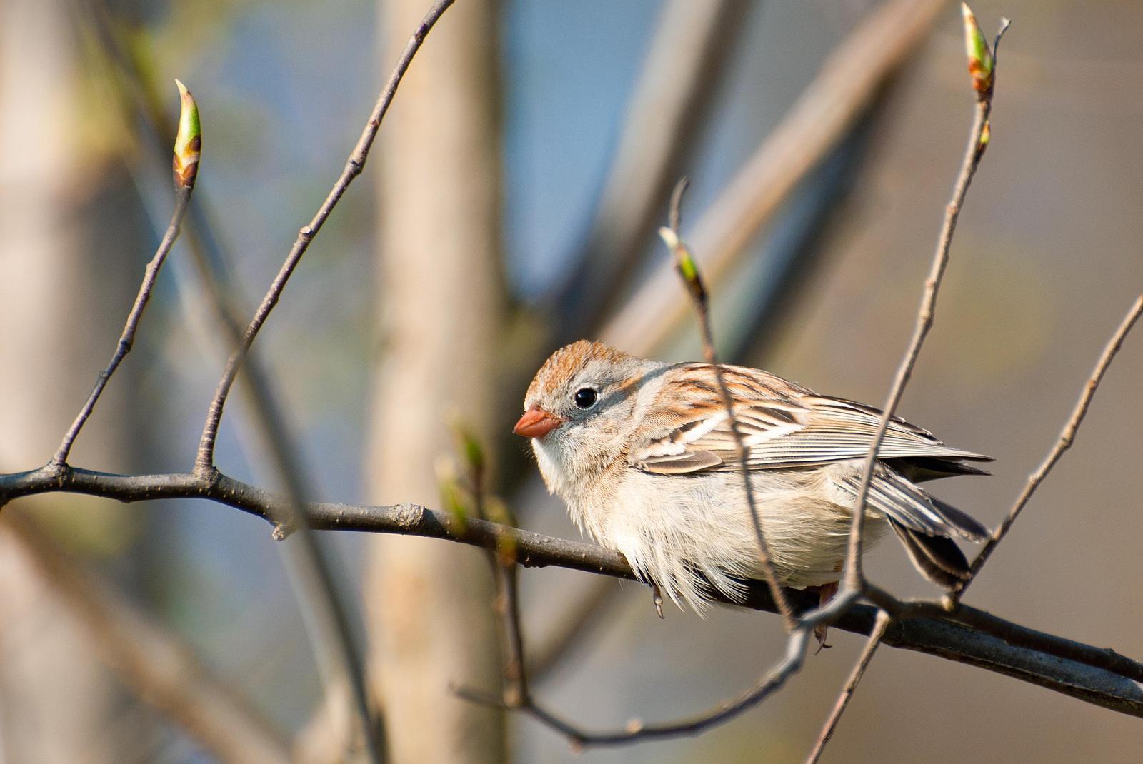 Field Sparrow Photo by Mark Rozmarynowycz