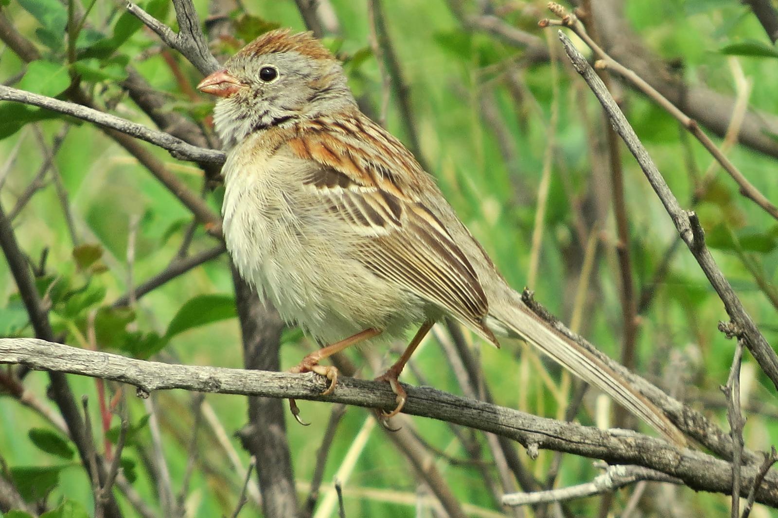 Field Sparrow Photo by Bob Neugebauer