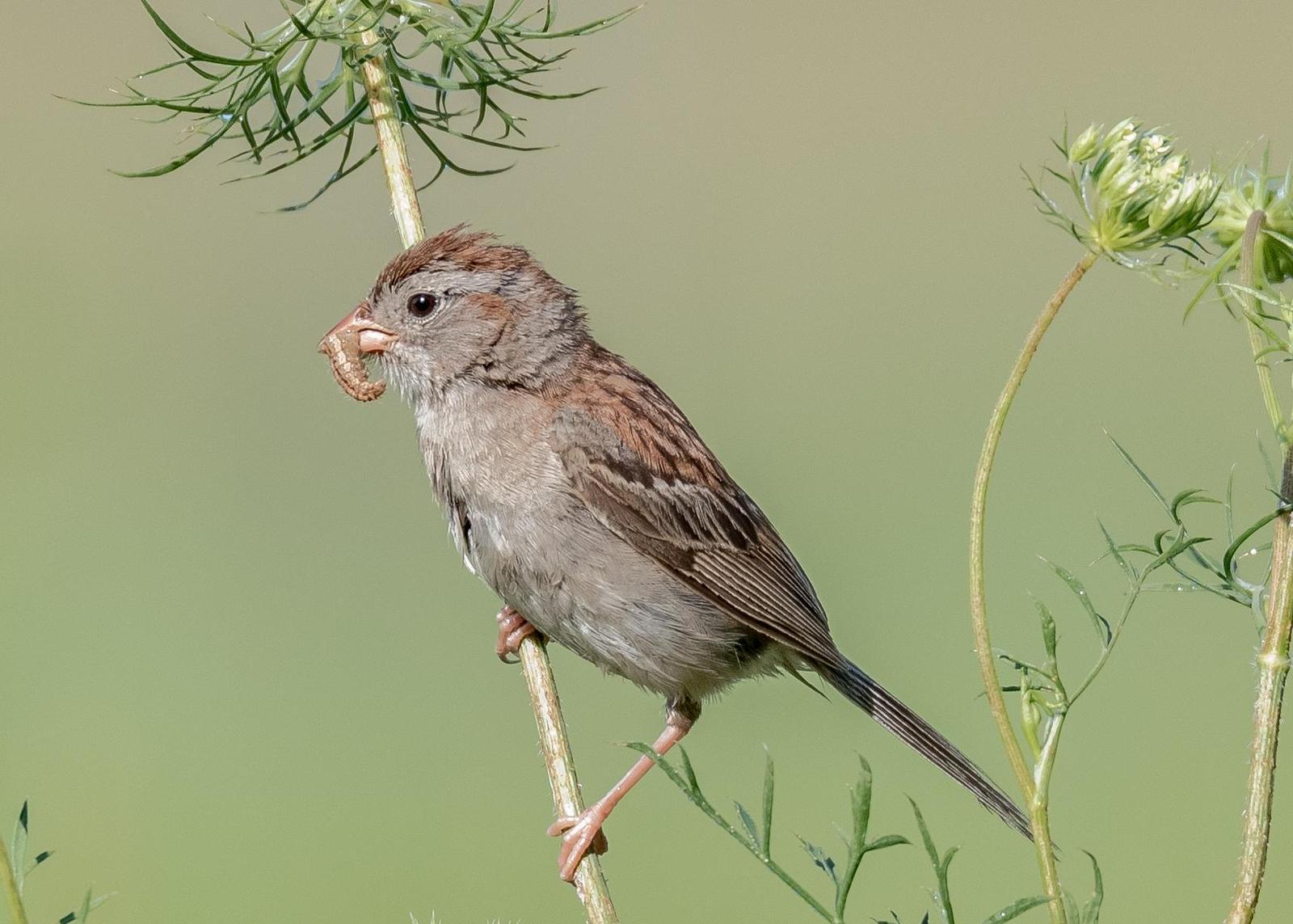 Field Sparrow Photo by Keshava Mysore