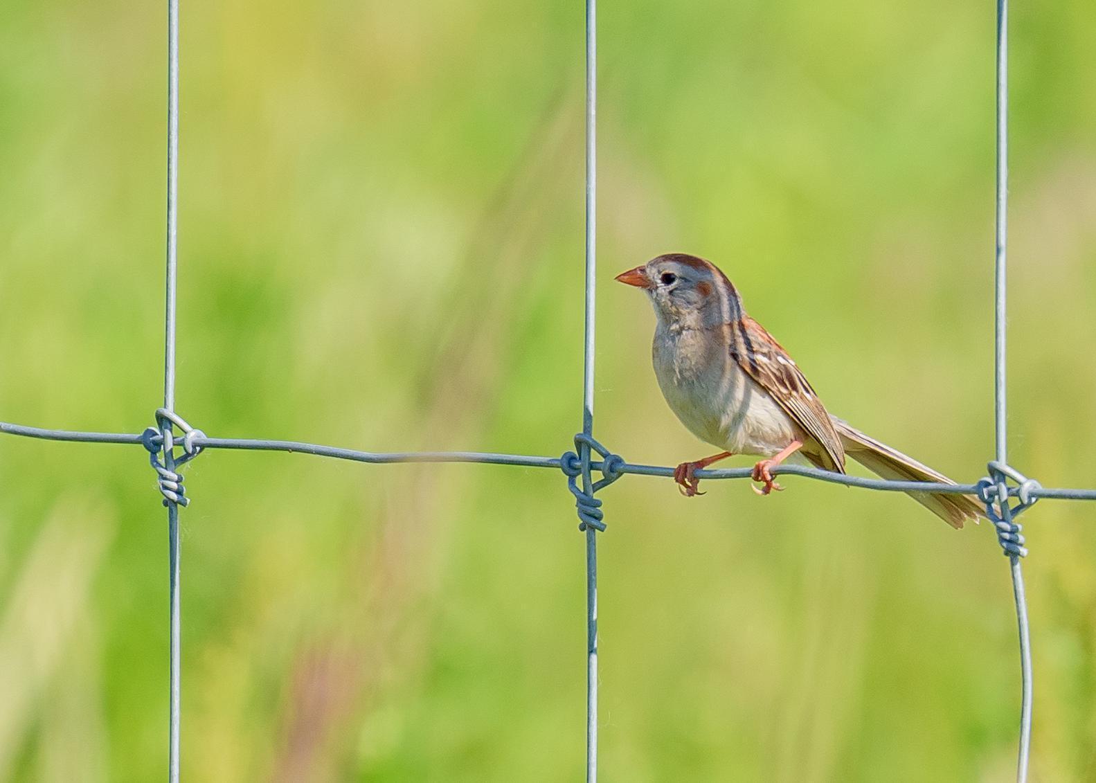 Field Sparrow Photo by Keshava Mysore