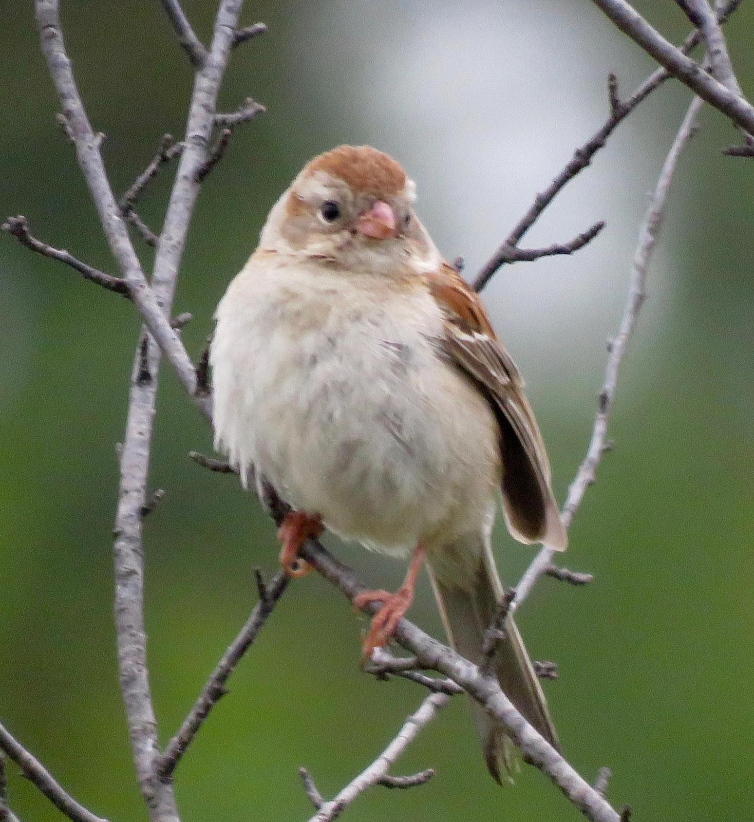 Field Sparrow Photo by Don Glasco