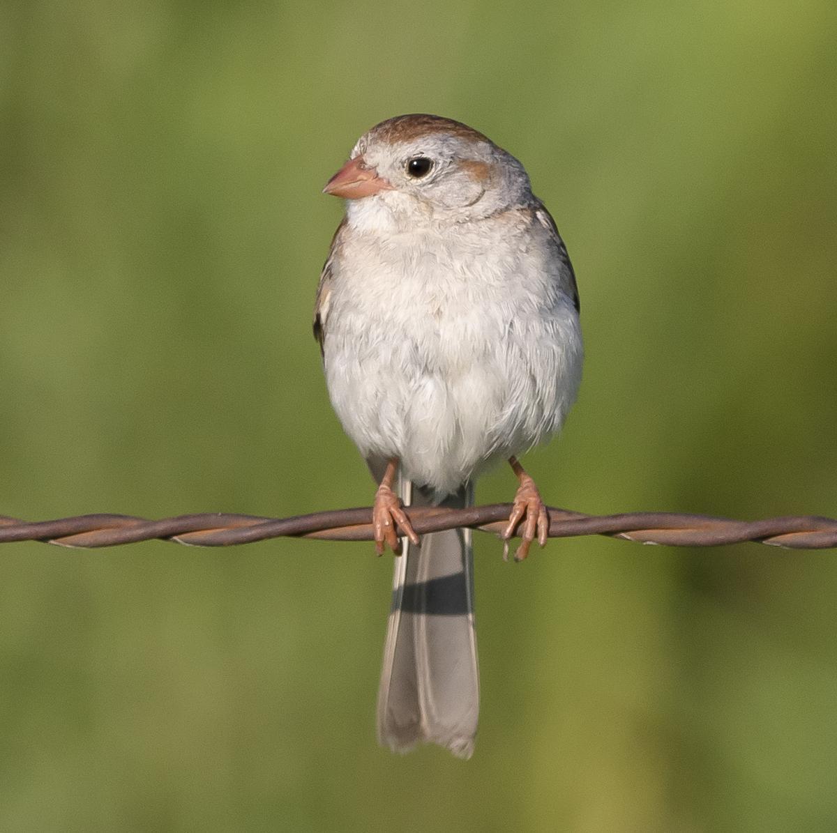 Field Sparrow Photo by Tom Gannon