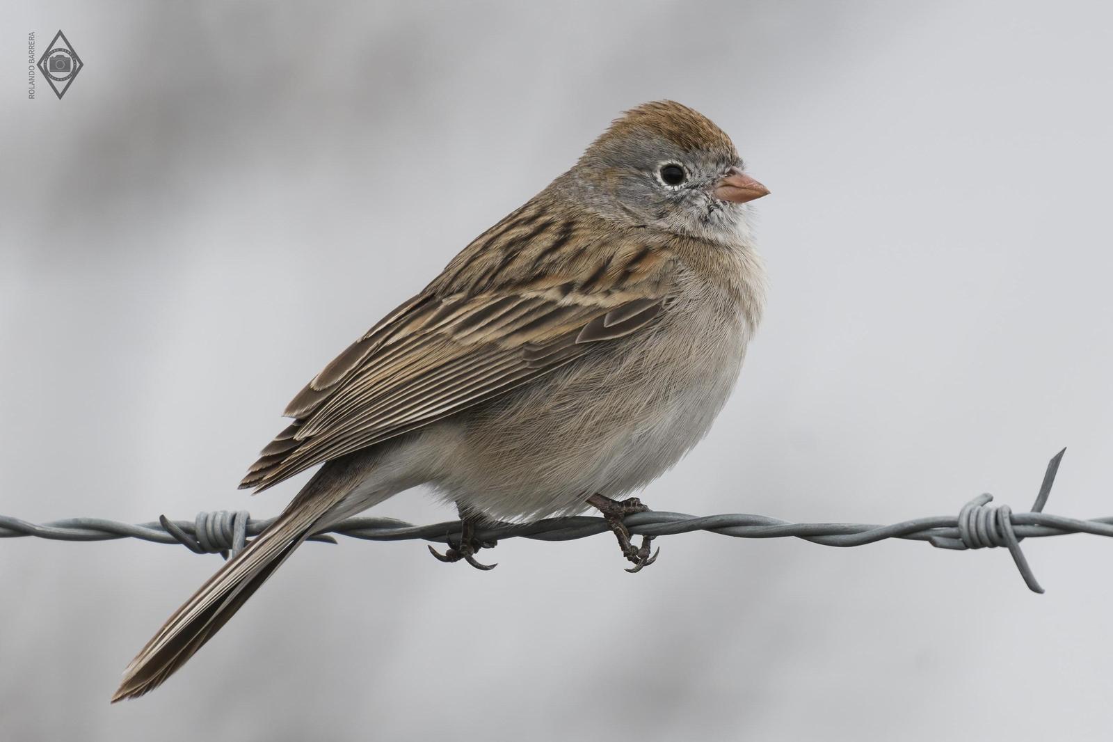 Worthen's Sparrow Photo by Rolando Barrera