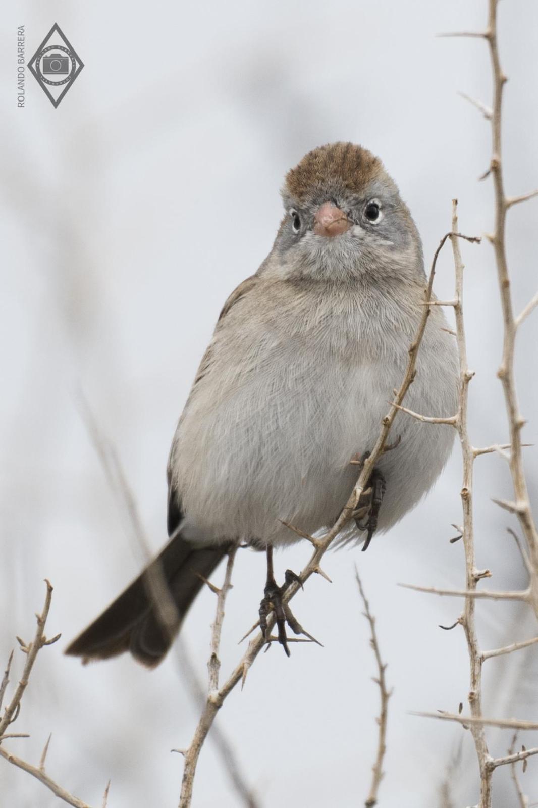 Worthen's Sparrow Photo by Rolando Barrera