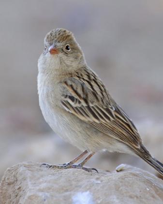 Worthen's Sparrow Photo by Rene Valdes
