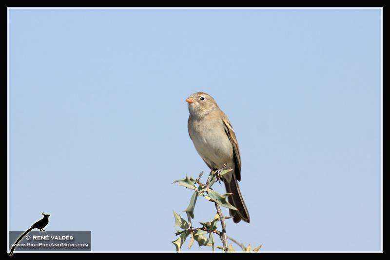 Worthen's Sparrow Photo by Rene Valdes