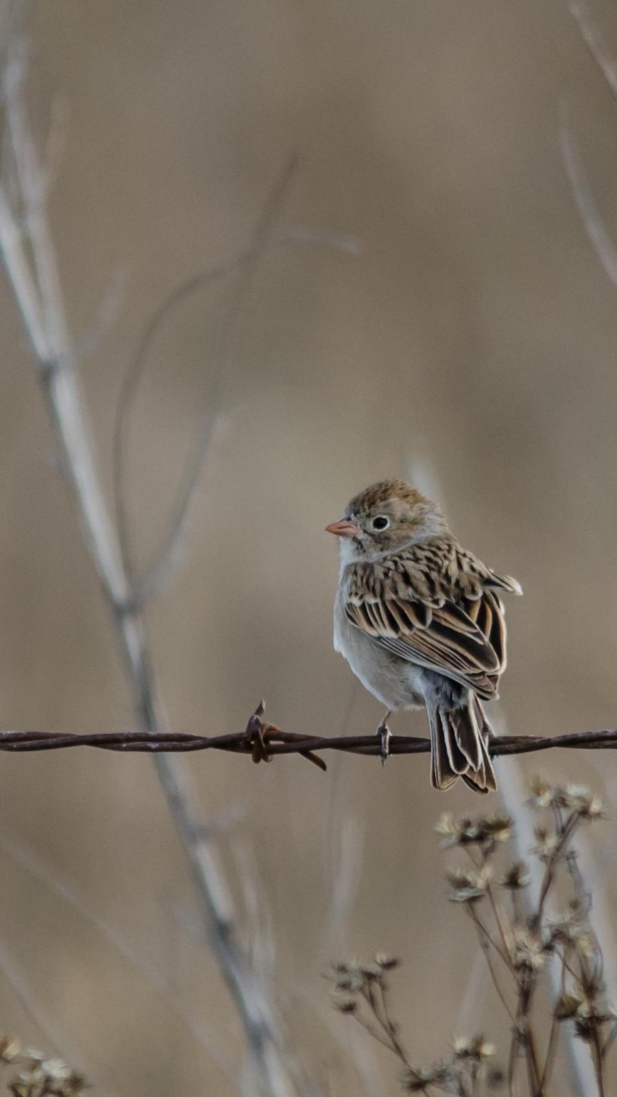 Worthen's Sparrow Photo by Hugo Gonzalez