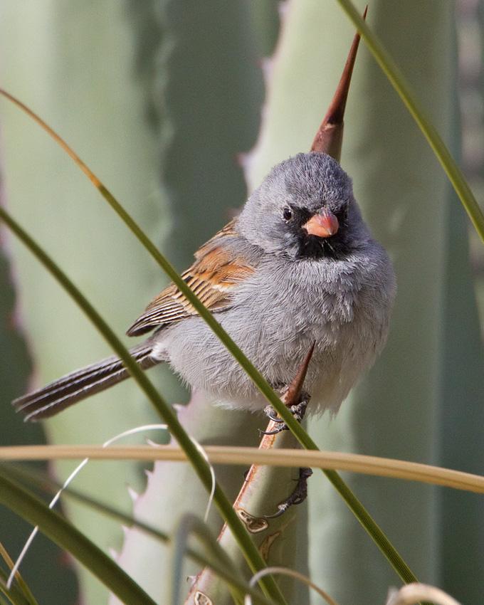 Black-chinned Sparrow Photo by Arlene Ripley