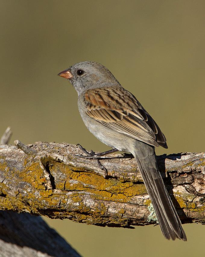 Black-chinned Sparrow Photo by Arlene Ripley