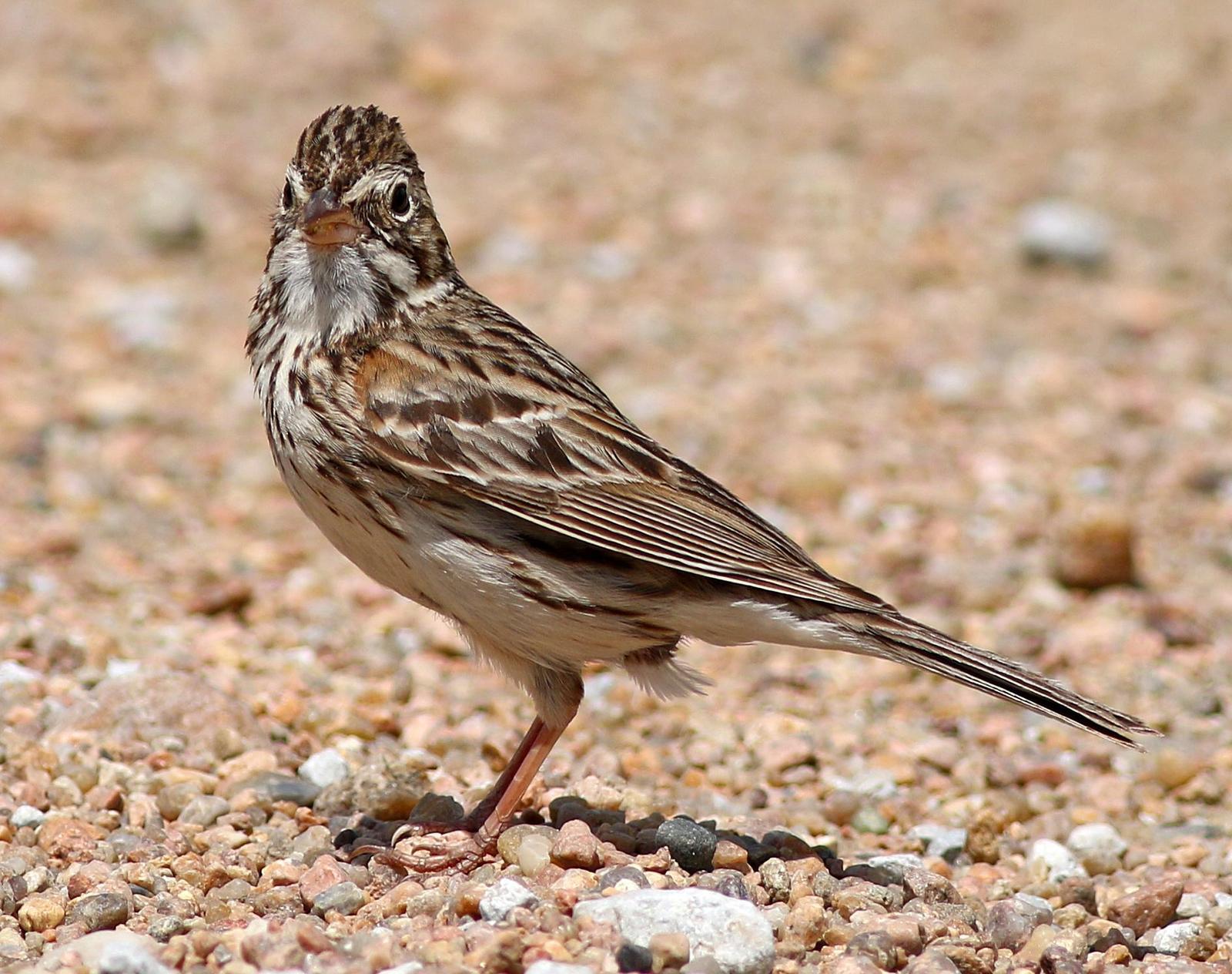 Vesper Sparrow Photo by Tom Gannon