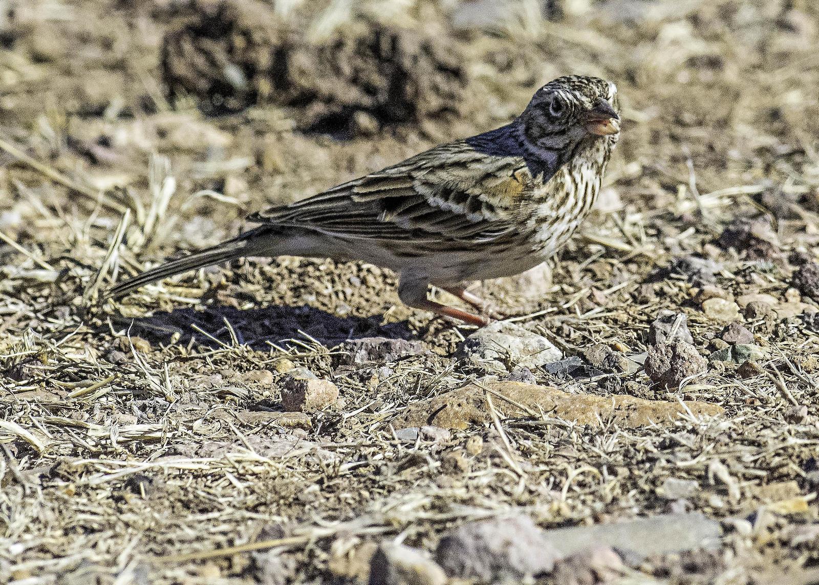 Vesper Sparrow Photo by Mason Rose