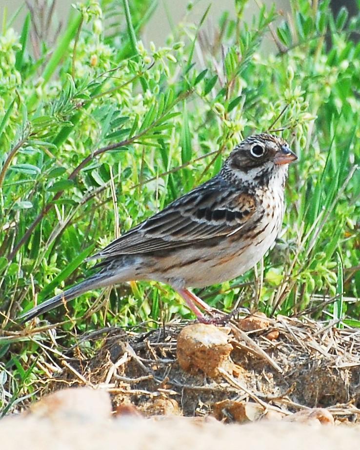 Vesper Sparrow Photo by David Hollie