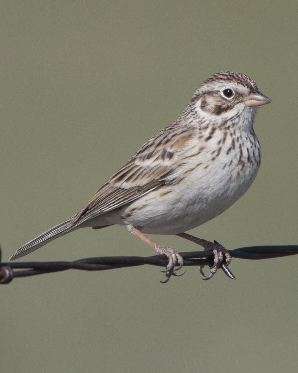 Vesper Sparrow Photo by Jeff Moore