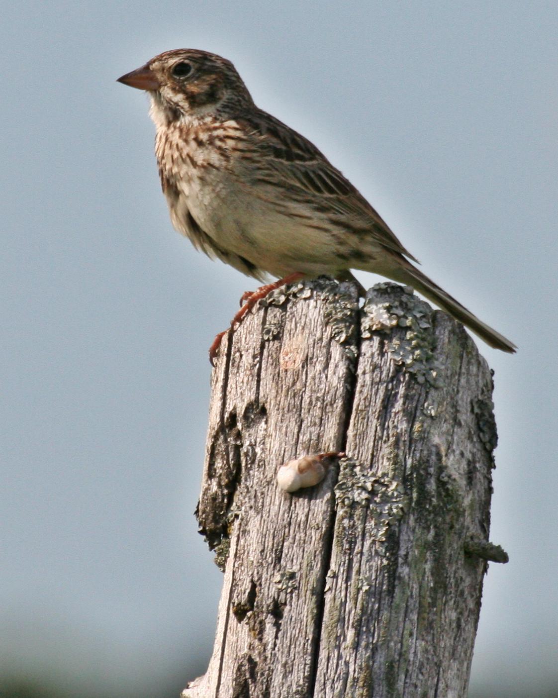 Vesper Sparrow Photo by Andrew Theus