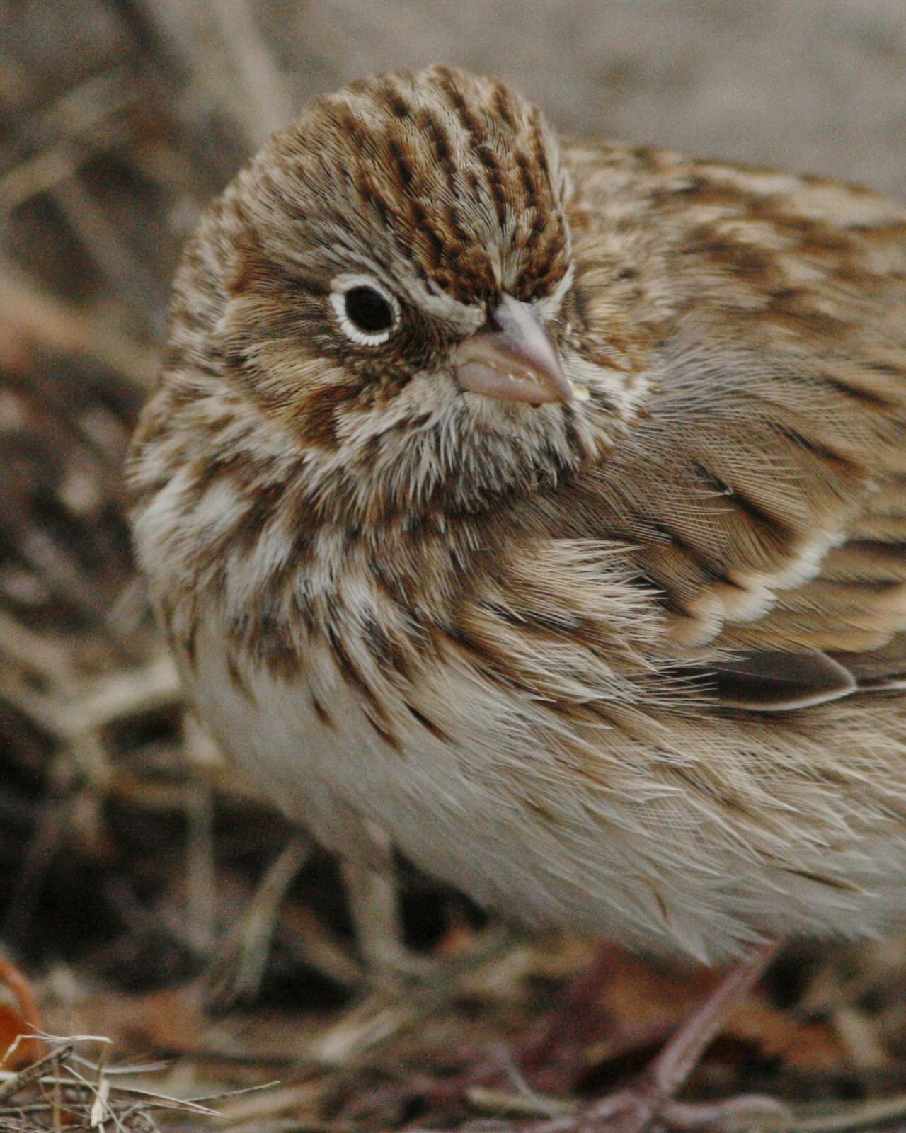 Vesper Sparrow Photo by Oscar Johnson