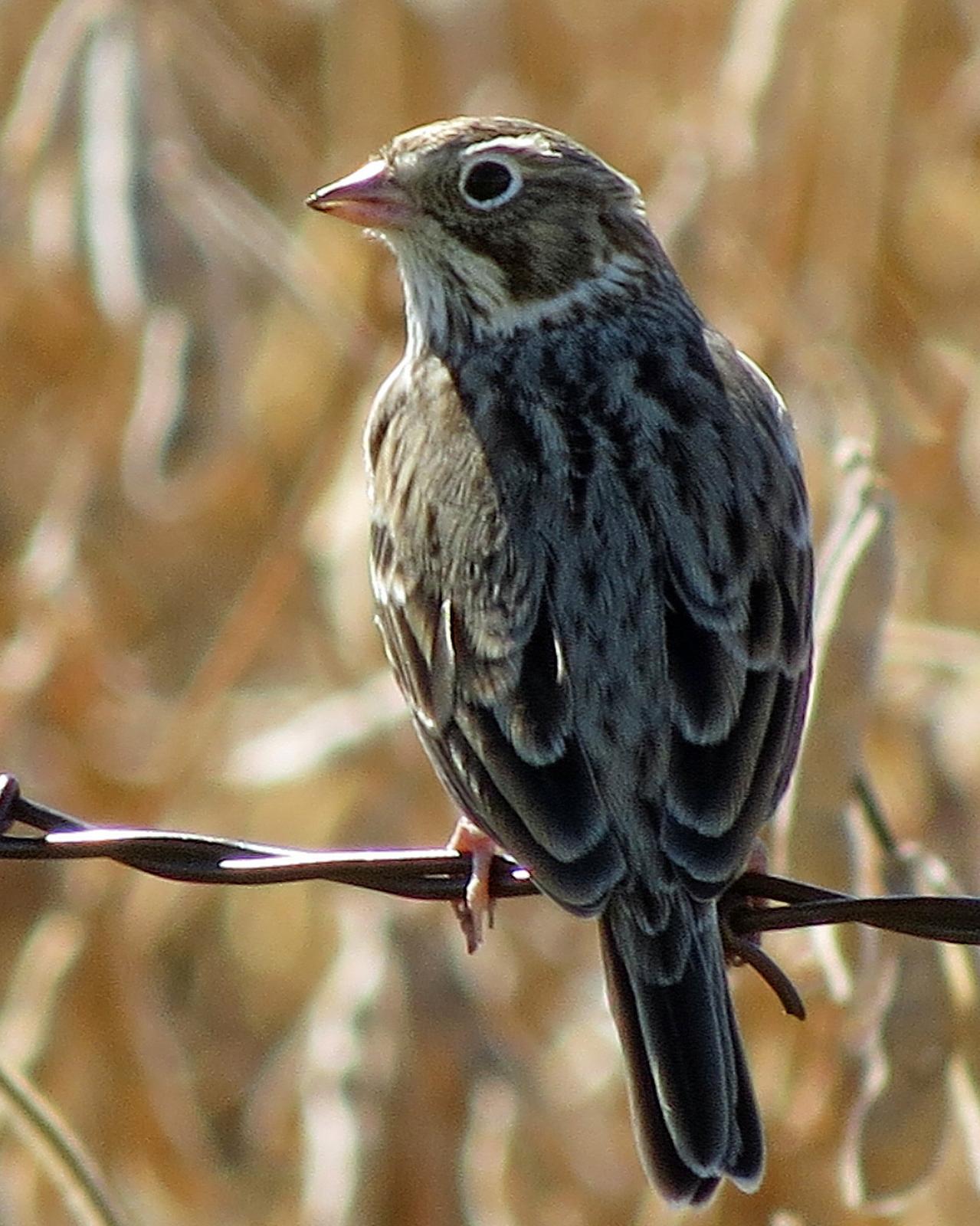 Vesper Sparrow Photo by Kelly Preheim
