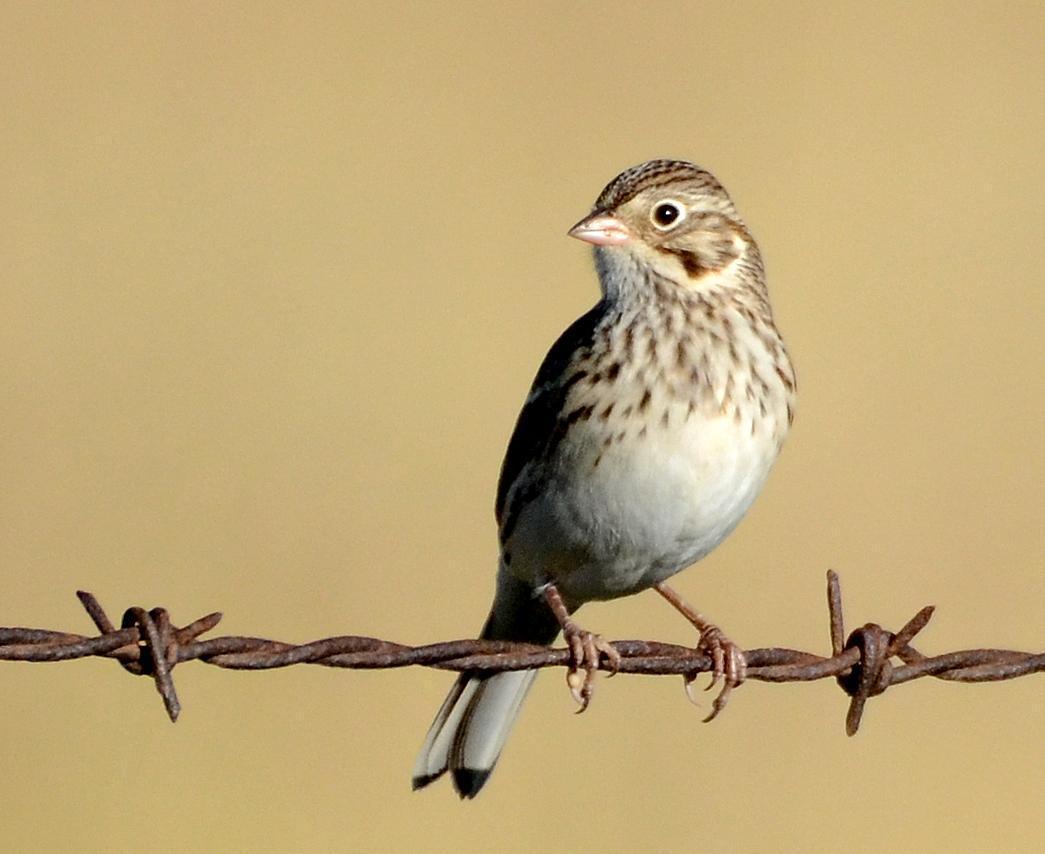Vesper Sparrow Photo by Steven Mlodinow