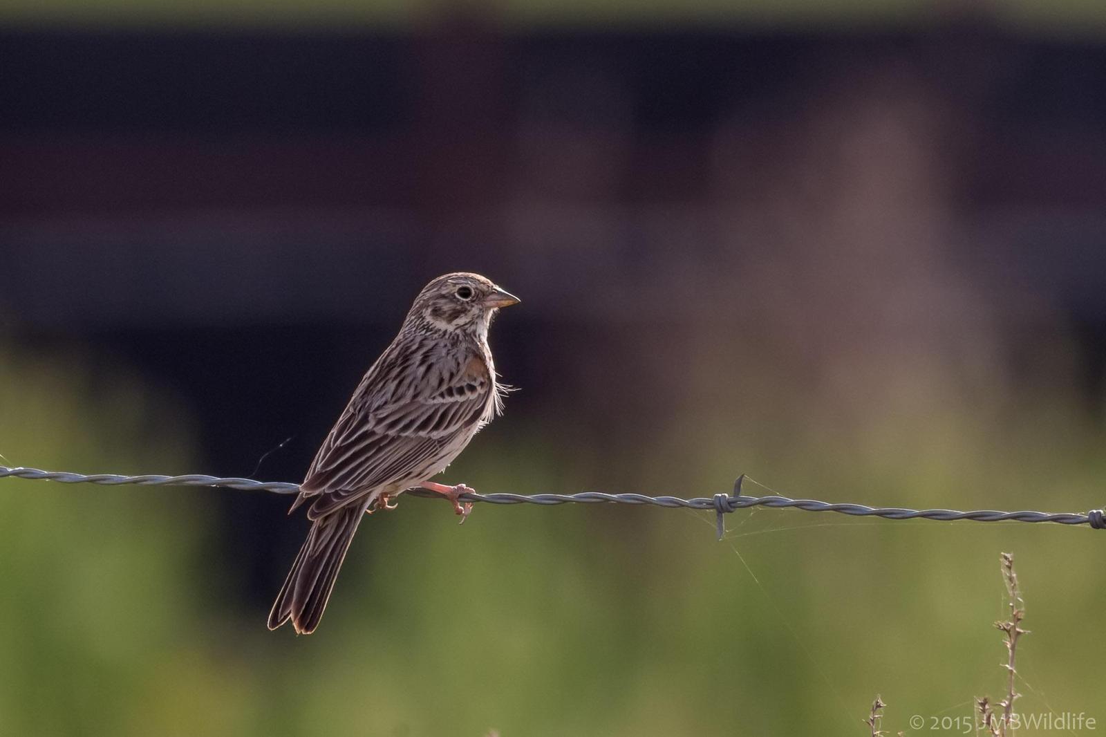 Vesper Sparrow Photo by Jeff Bray