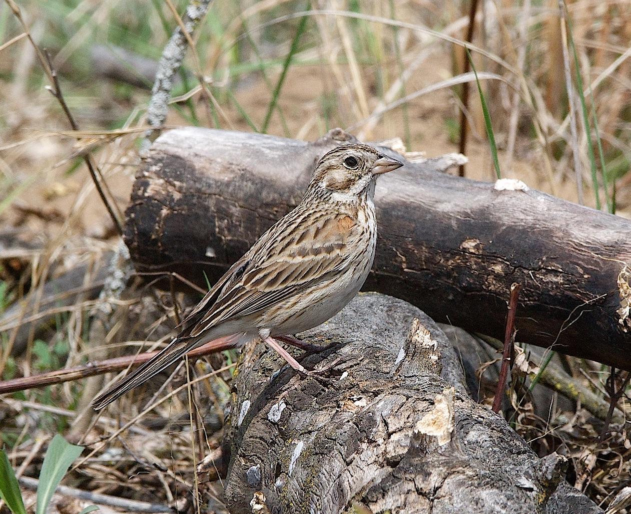 Vesper Sparrow Photo by Gerald Hoekstra