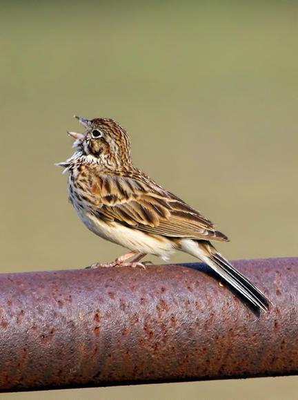 Vesper Sparrow Photo by Dan Tallman