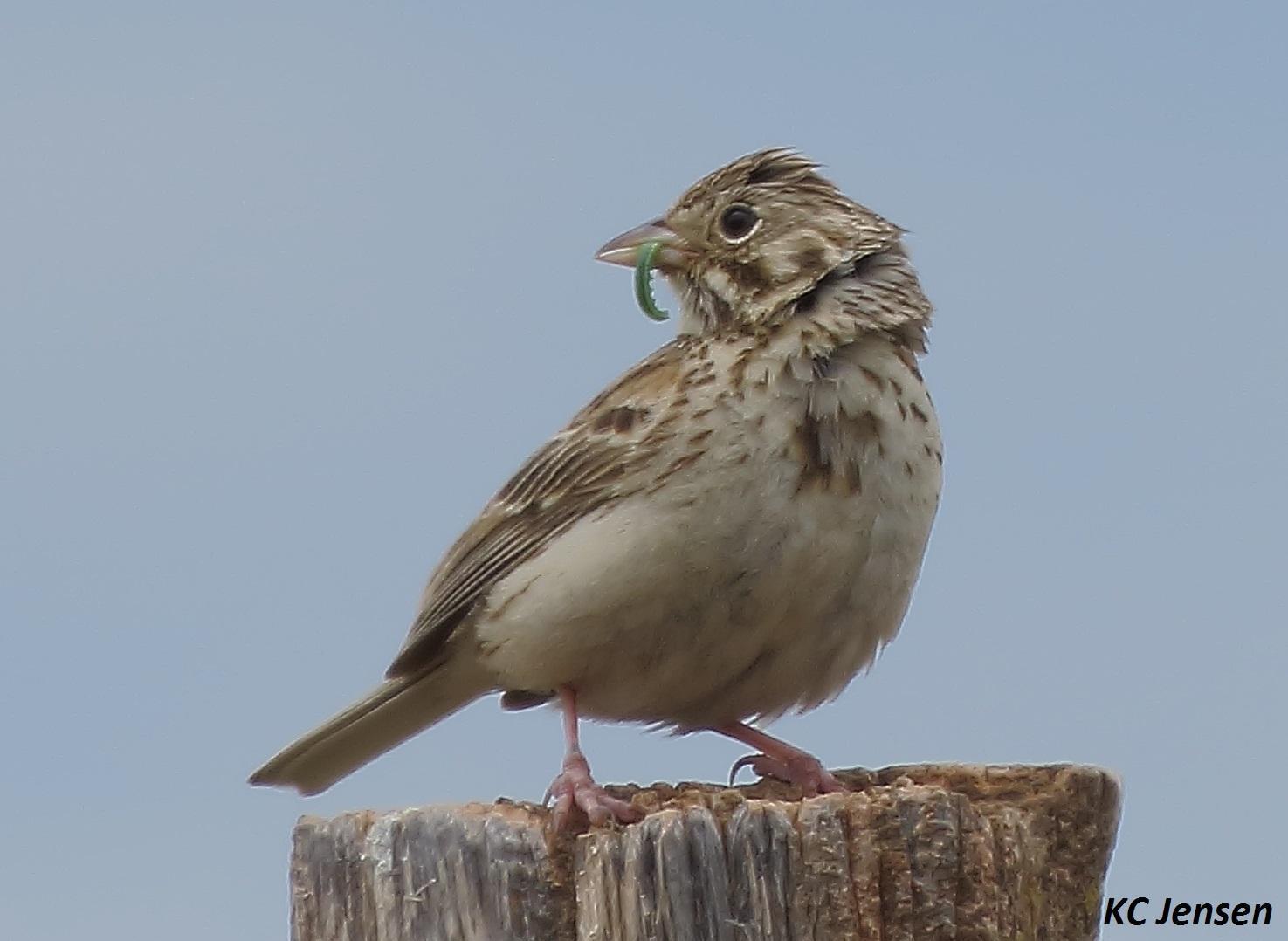 Vesper Sparrow Photo by Kent Jensen