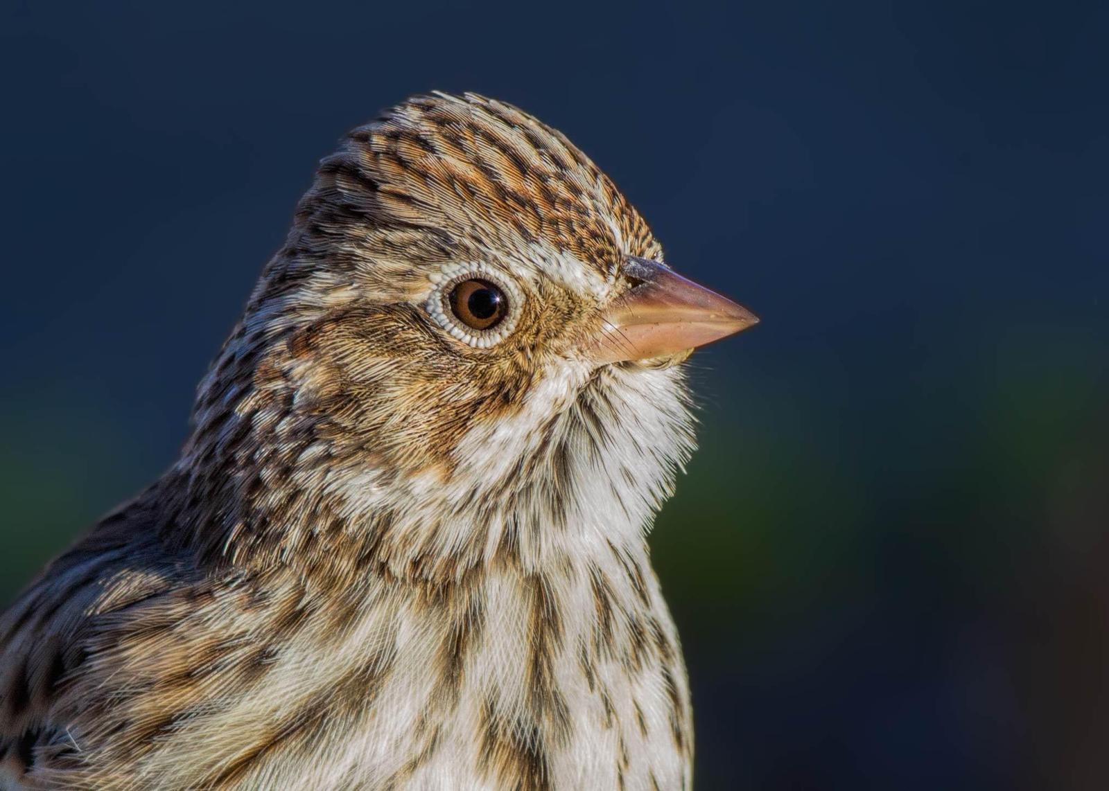 Vesper Sparrow Photo by Jeff Schwilk