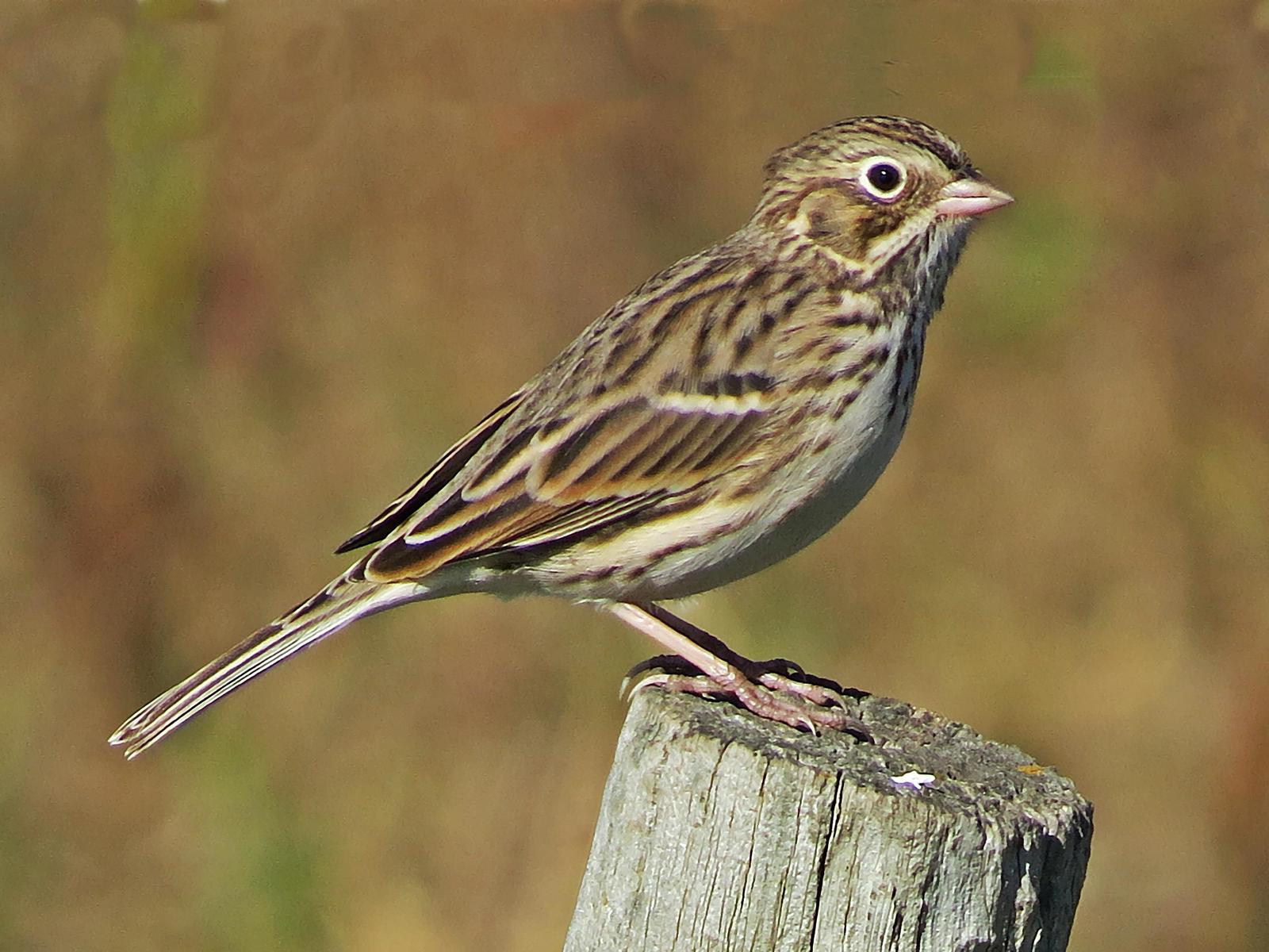 Vesper Sparrow Photo by Bob Neugebauer