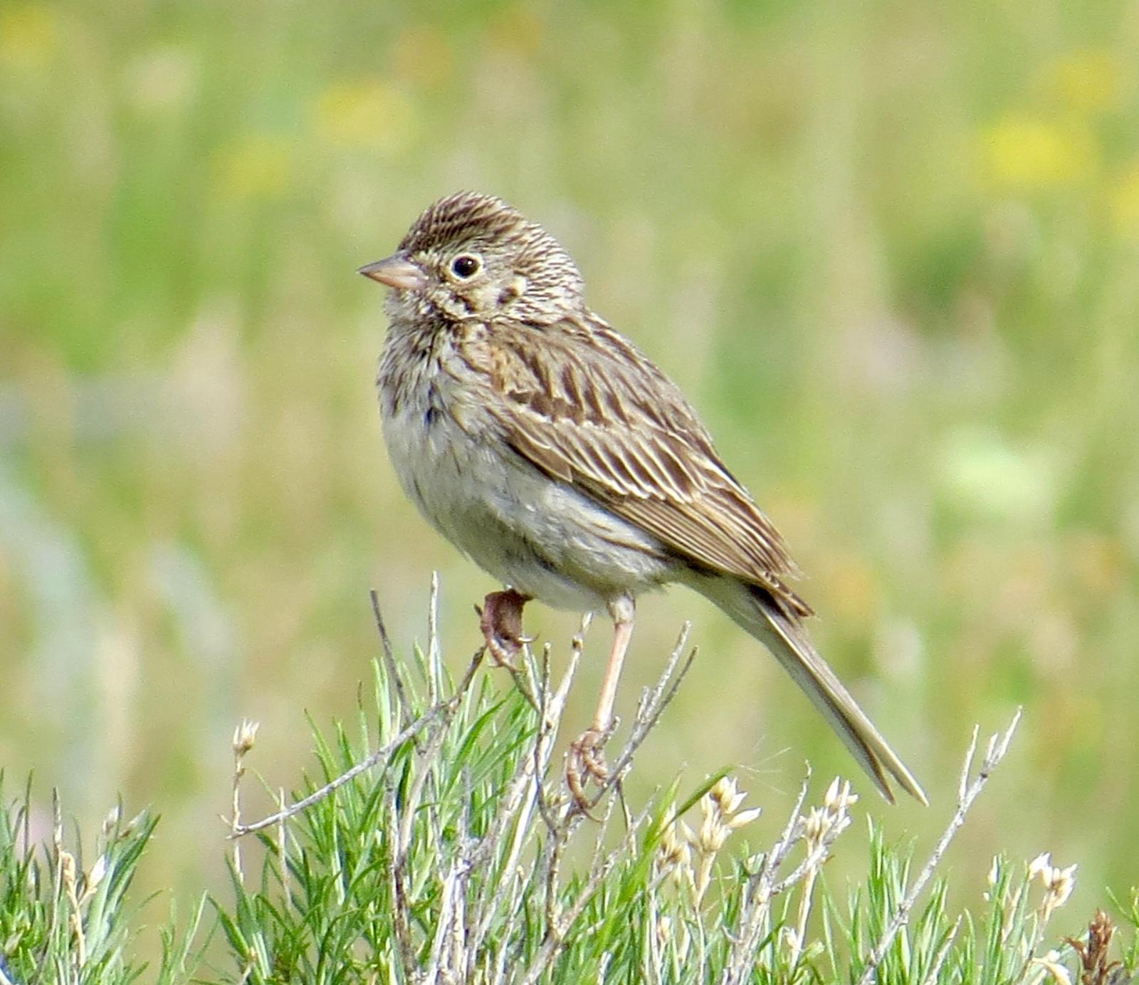 Vesper Sparrow Photo by Don Glasco