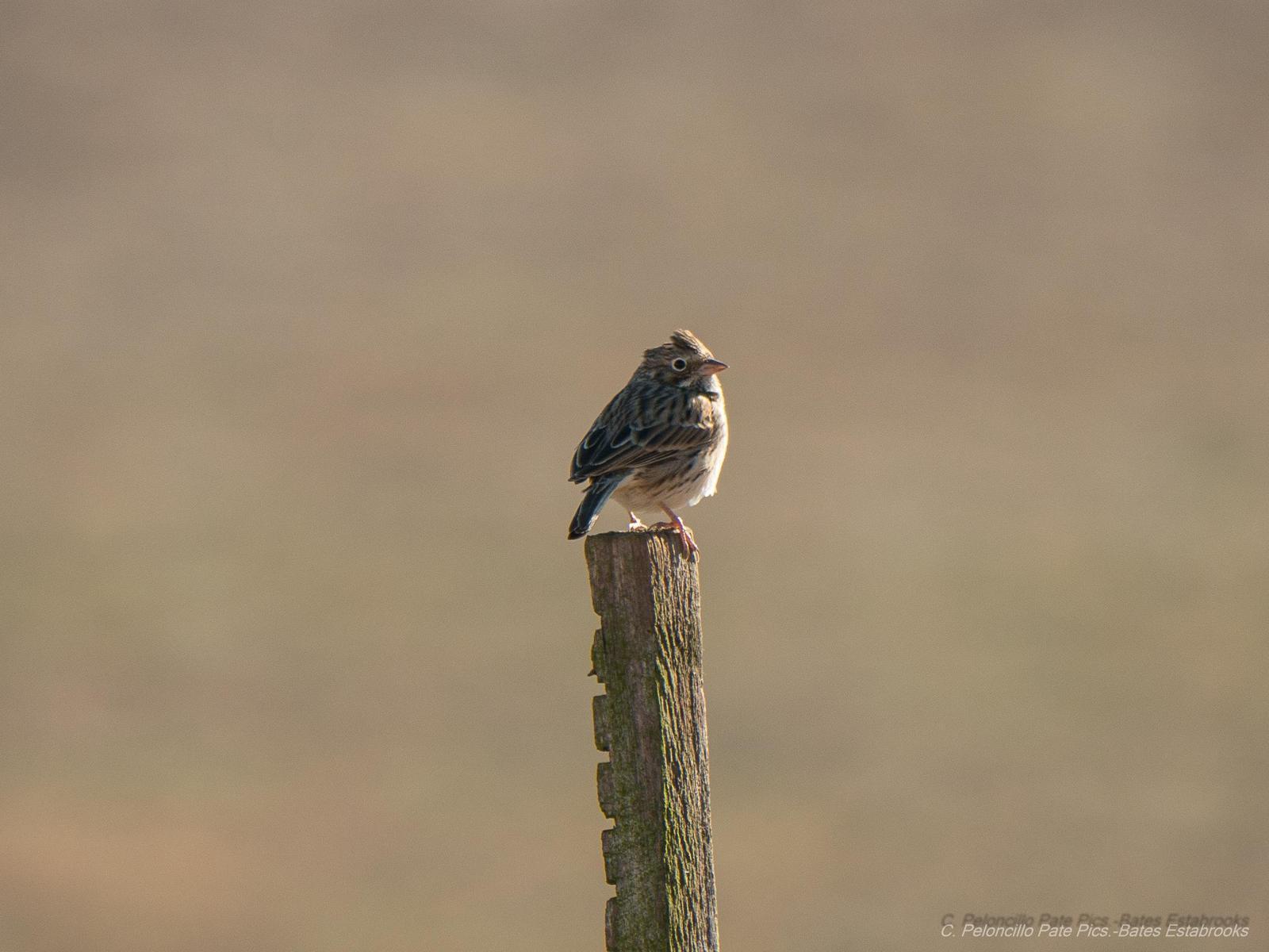Vesper Sparrow Photo by Bates Estabrooks