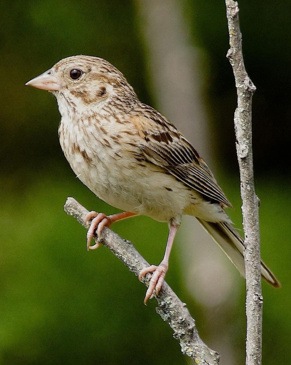 Vesper Sparrow Photo by Gerald Hoekstra